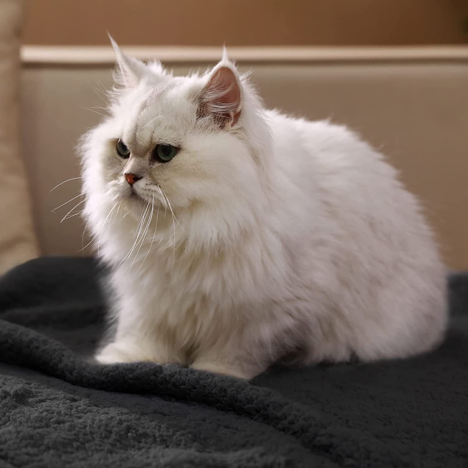 Soft Cozy Fleece Throw Pet Blankets thumbnail 6