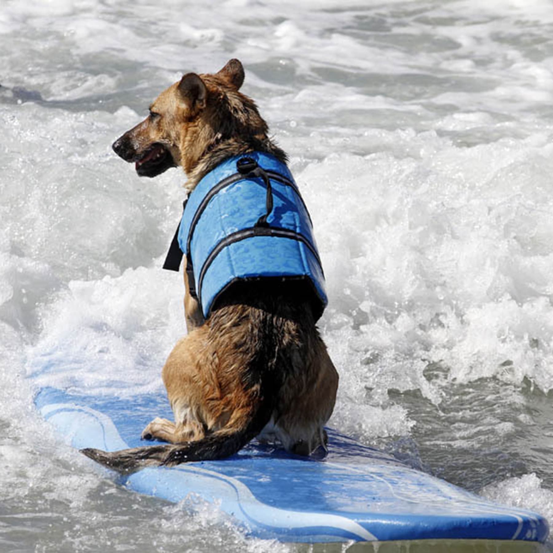Pet Life Jacket thumbnail 11
